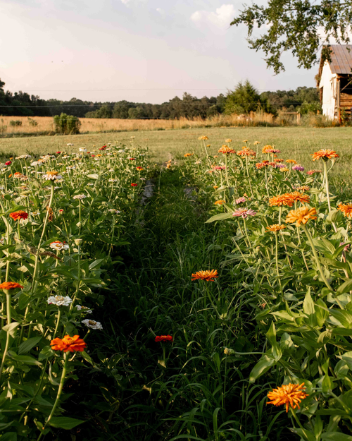 Innovation Barn CSA Pickup