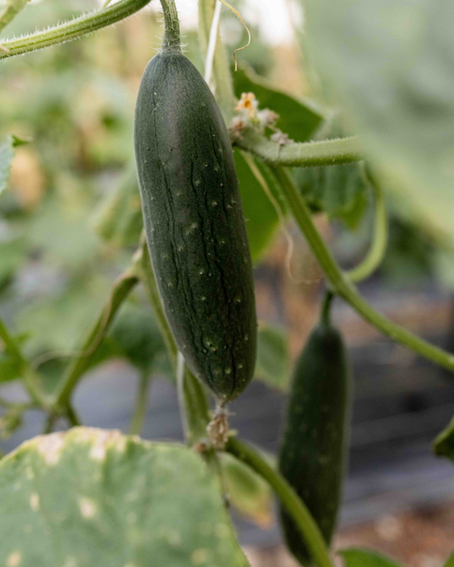 Night Swim Coffee Brevard St. CSA Pickup