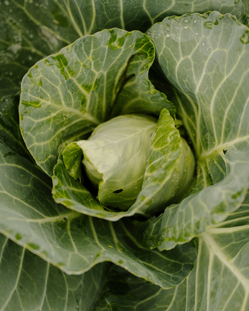 NJC Jay St. CSA Pickup